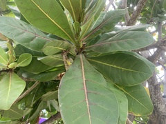 Barringtonia asiatica