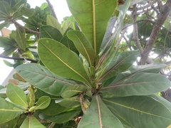 Barringtonia asiatica