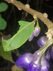 Iochroma calycinum