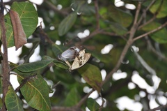 Papilio dardanus dardanus