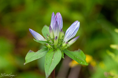 Gentiana decora