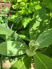 Verbascum thapsus
