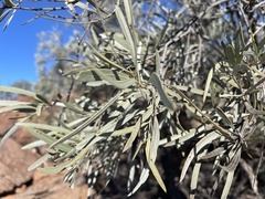 Acacia papyrocarpa