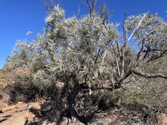 Acacia papyrocarpa