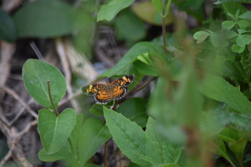 Pearl Crescent photographed in Delaware