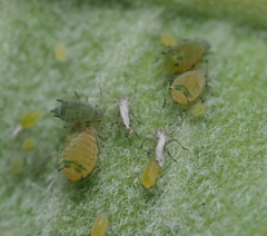 Aphis asclepiadis