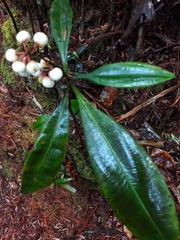 Labisia pumila