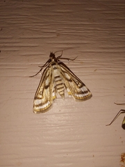 Parapoynx badiusalis