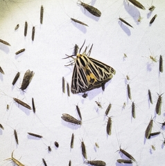 Apantesis virguncula