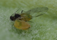 Aphis asclepiadis