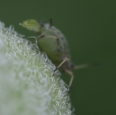 Aphis asclepiadis