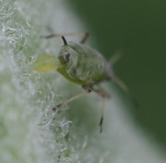 Aphis asclepiadis