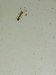 Trichomyrmex destructor
