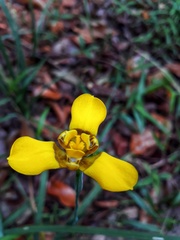 Trimezia martinicensis