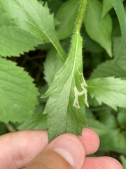 Calycomyza frickiana