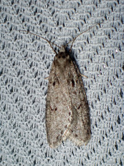 Semioscopis