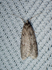 Semioscopis