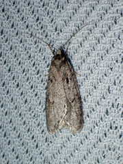 Semioscopis