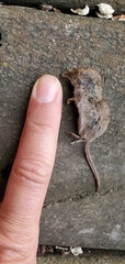 Sorex cinereus