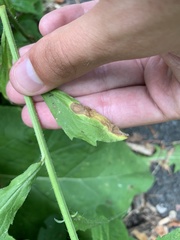 Calycomyza frickiana