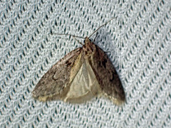 Semioscopis