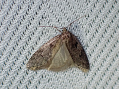 Semioscopis