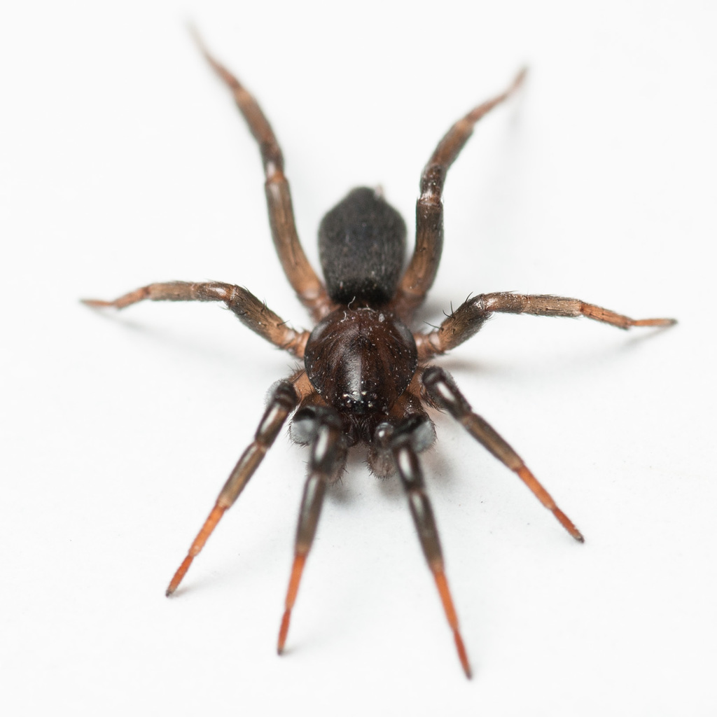 Sosticus