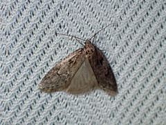 Semioscopis