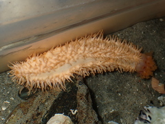 Eupentacta pseudoquinquesemita