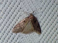 Semioscopis