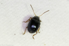 Brachypnoea lecontei