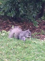 Sciurus griseus