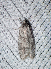 Semioscopis