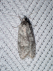 Semioscopis