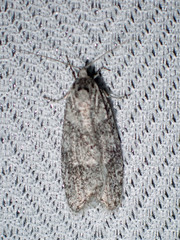 Semioscopis