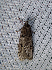 Semioscopis