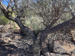 Acacia papyrocarpa