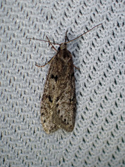 Semioscopis