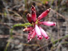 Erica cristata