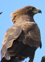 Polyboroides typus typus