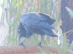 Corvus coronoides perplexus