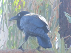 Corvus coronoides perplexus