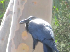 Corvus coronoides perplexus