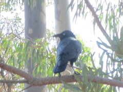 Corvus coronoides perplexus