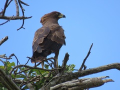Polyboroides typus typus