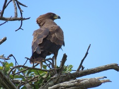 Polyboroides typus typus