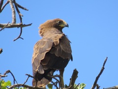 Polyboroides typus typus