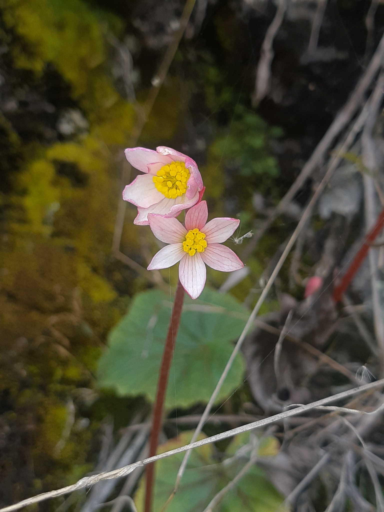 Begonias Y Parientes (Familia Begoniaceae) · iNaturalist Panamá