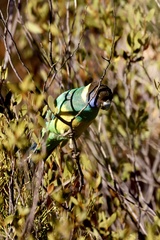 Barnardius zonarius zonarius