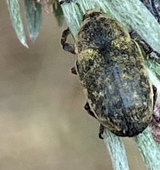 Larinus minutus